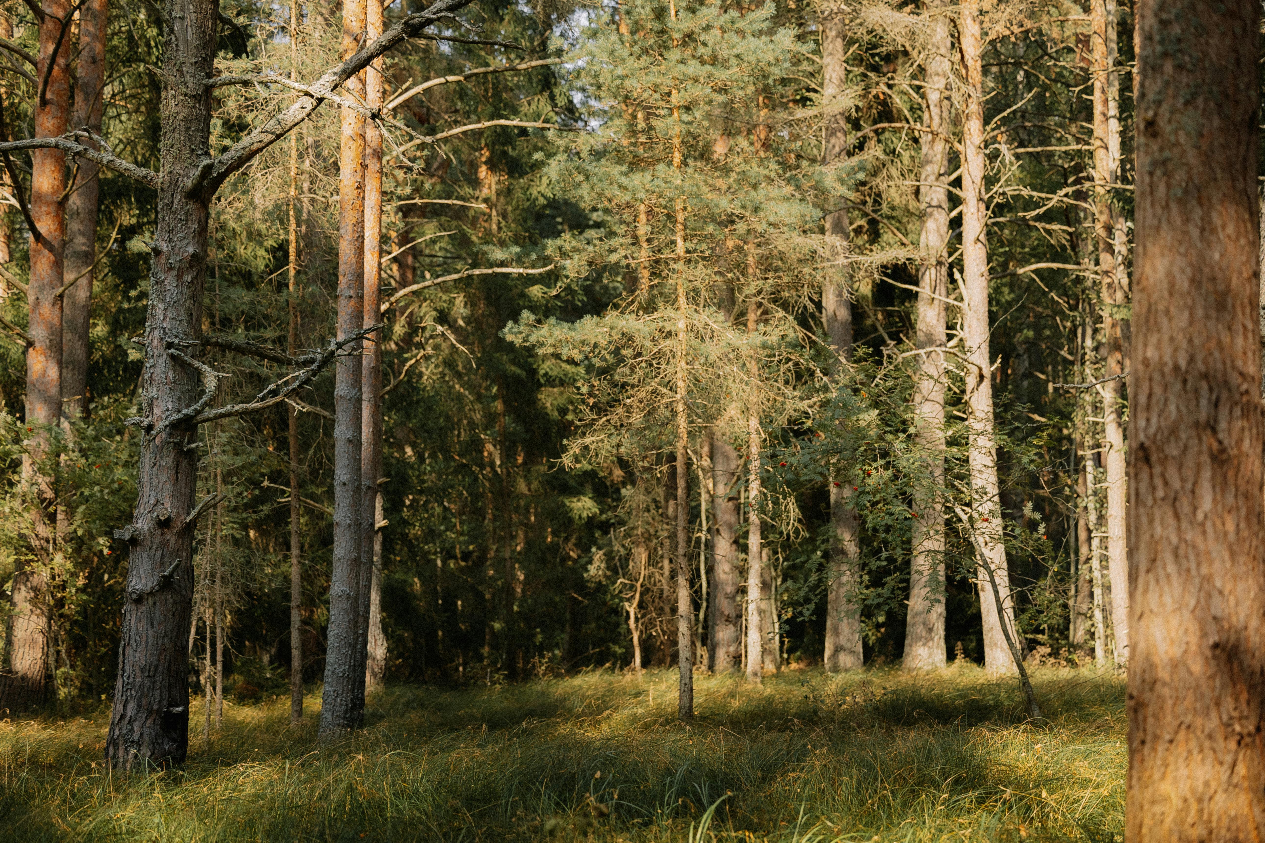 Timbergreens Forest
